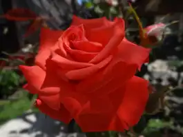 Coral Rose